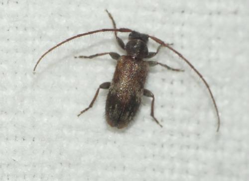Exocentrus adspersus